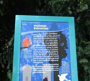 Mammutbaum im Stadtgarten