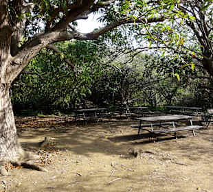 Picknickplatz unter alten Bäumen