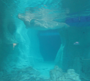 Aquarium / Oceanongrafic