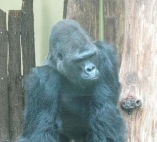 Flachland-Gorilla - Silberrücken Ivo