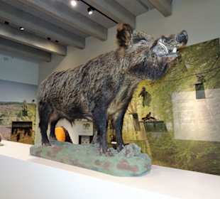 In der Natur- und Kulturabteilung des Museums