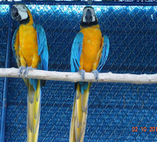 Samui Aquarium & Tiger Zoo