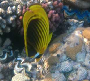 Schnorcheln Makadi Bay