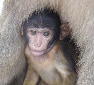 Affenbaby
