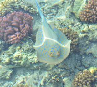 Schnorcheln Marsa Alam