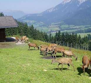 Wildgehege Maria Alm