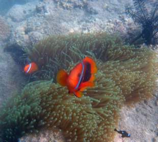 Clownfische am Hausriff