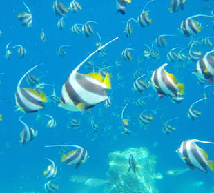 Schöne Unterwasserwelt