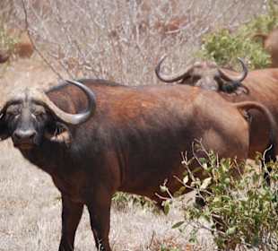 Die Büffel begutachten uns!