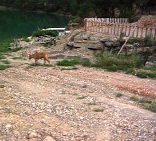 Hunde machen aber nichts