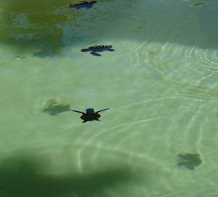 kleine Schildkröten