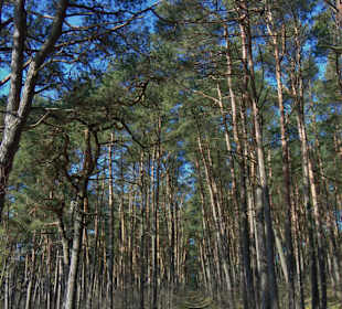 Dünenlandschaft auf der Kurischen Nehrung b. Nida