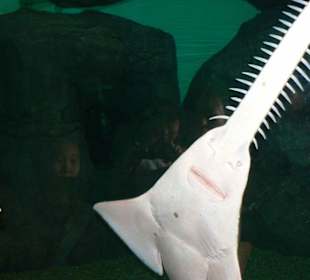 noch ein Fisch 