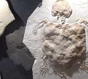 Dinosaurier Museum Altmühltal