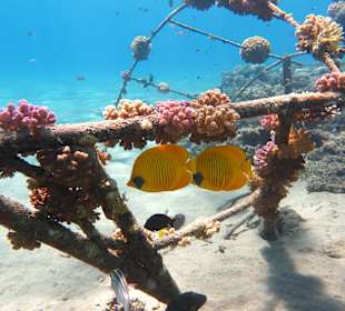 Schnorcheln Marsa Alam