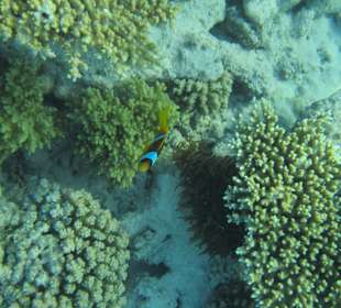 Hausriff Arabia Azur Resort