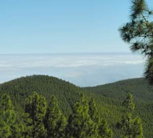 Schöner Wald, El Diabillo 1600 m ü.d. Meer