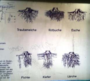 Tafeln im Wald Beschreibung