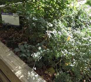 Kräutergarten