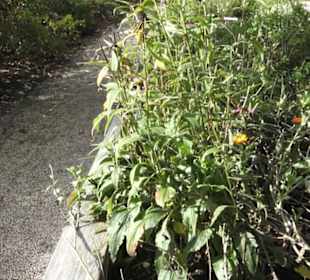 Kräutergarten