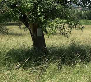 Eduard Lucas Musterobstgarten Mähringen