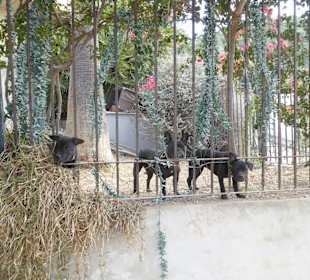 Wandereindrücke, aufmerksame Hunde