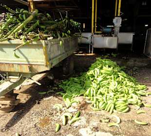 Ein Jammer: Einzelne Bananen sind für den Kompost