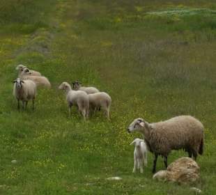 Stadtrundgang Colakli
