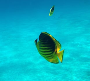 Hausriff - iPhone 5 im DiCAPac Plastik Case