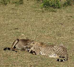 Gepard beim Riss eines Gnu