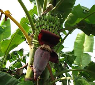 Bananenblüte