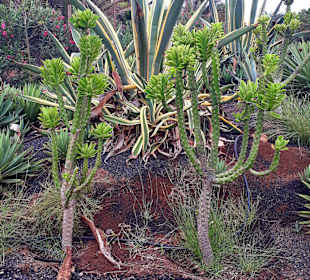 Botanischer Garten Viveiro