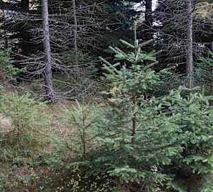 Riesengebirge/Karkonosze