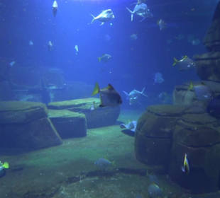 Aquarium