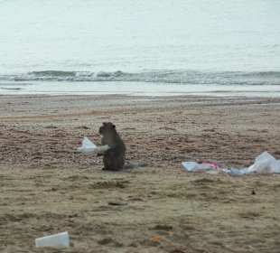 Es gibt ein Affengebiet am Strand 