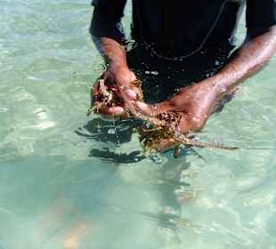 Hotel Grand Palladium Punta Cana Resort & Spa