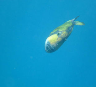 Titan Drückerfisch am Tulip Resort