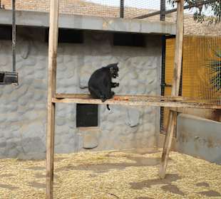 Mangabey Negro Crestado