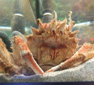 Old Town Aquarium, Rhodos