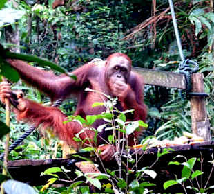 Orangutas