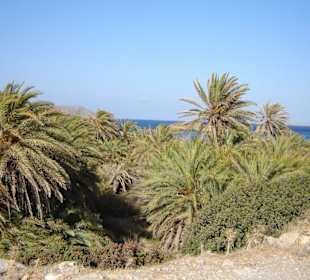 Palmenfeld am Vai Strand