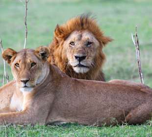 König und seine Königin