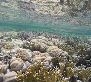 Домашний риф