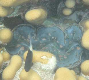 Wunderschöne Muschel