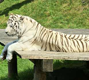 Kameltheater & Weißer Hof