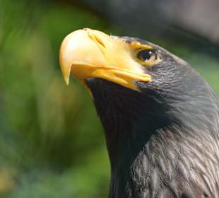 Riesenseeadler