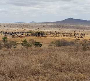 Salt Lick Lodge (auf Stelzen)