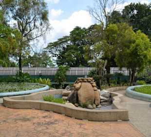 Hibiscus Garten