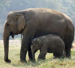 Elephant Nature Park