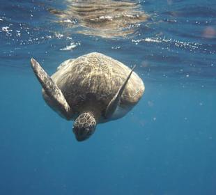 Grüne Meeresschildkröte 